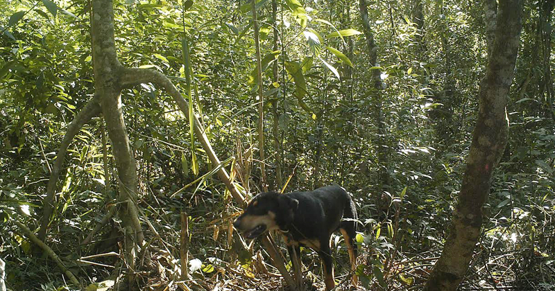 Presença de cachorros em florestas já supera a de outros animais carnívoros- Foto: Fernando Ribeiro