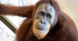 Orangotango capaz de imitar voz humana intriga cientistas