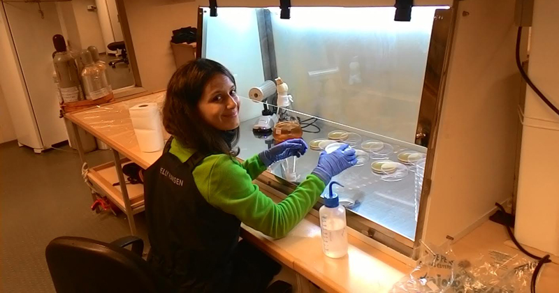 A pesquisadora Renata manipulando fluxo laminar. Operação Antártica XXXIV 2015 - Foto: Hosana Maria Debonsi