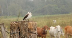 Pequenas propriedades rurais causam menor impacto à biodiversidade de aves