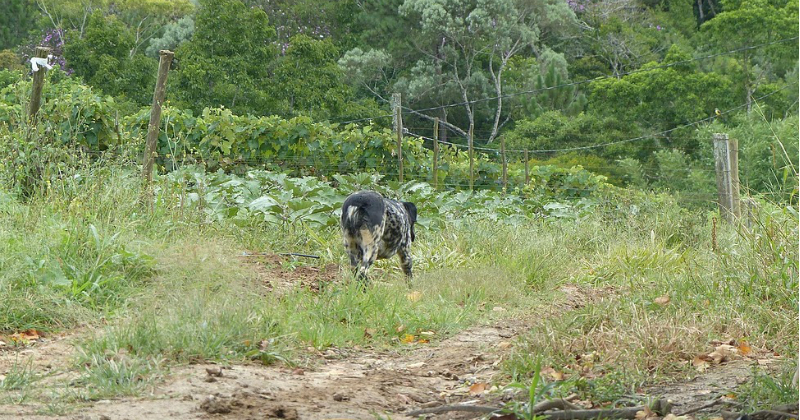 Cão no entorno da reserva florestal - Foto: Divulgação