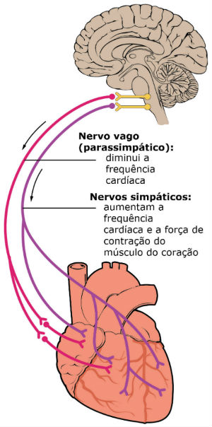 Representação das vias do sistema nervoso autônomo ao coração - Imagem: Adaptado de Wikimedia Commons