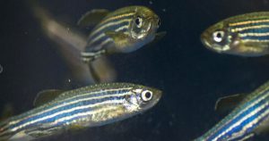 Peixes que se reproduzem sem sexo desafiam teoria sobre extinção