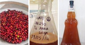 Estudantes de Piracicaba desenvolvem vinho com resíduos de café