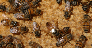 Uso de agrotóxicos pode levar à extinção de abelhas