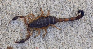 Escorpiões: o perigo pode estar dentro de casa