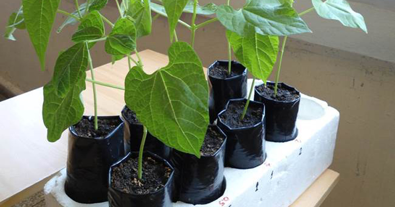 Os experimentos com as plantas de feijão foram realizados na Universidad de Granma, em Cuba - Foto: Divulgação