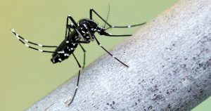 Brasil enfrenta novo surto de dengue