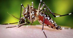 Chip usa material genético para detectar vírus zika em 90 minutos
