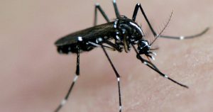 Aedes Aegypti transgênico não oferece riscos à saúde humana