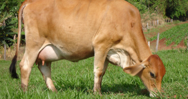 Vaca leiteira - Foto: Visualhunt