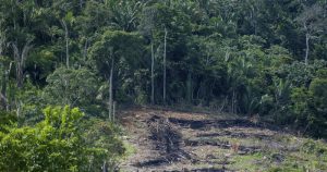 Desmatamento na Amazônia cresce quase 30% nos últimos 12 meses
