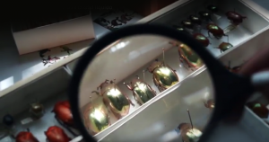 Novo dispositivo óptico usa cristal líquido e é inspirado em besouro