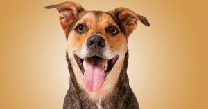 USP recruta tutores e cães para participar de estudo sobre comportamento canino