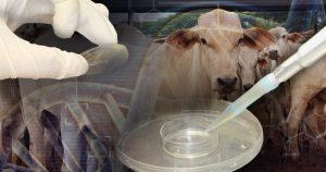 Projeto busca aprimorar reprodução assistida em bovinos