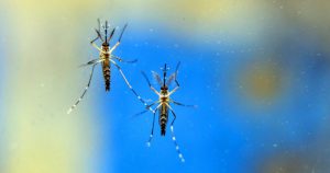 Prognósticos climáticos poderiam evitar surtos de dengue