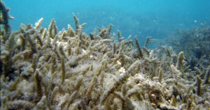 Efeitos do aquecimento global ameaçam vida marinha