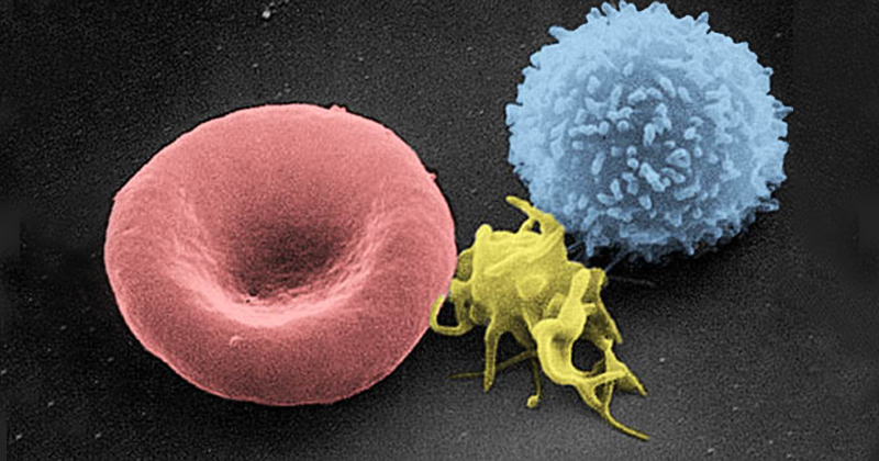 Da esquerda para a direita: eritrócito, plaqueta e linfócito T - Imagem: Electron Microscopy Facility at The National Cancer Institute at Frederick (NCI-Frederick) via Wikimedia Commons/CC