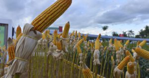 Cerrado requer cultivares de milho mais adaptados às suas condições