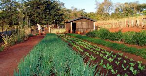 Modo de vida camponês ainda resiste entre pequenos agricultores