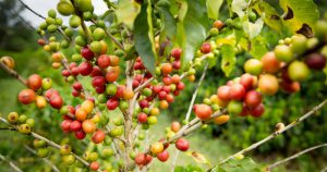 Previsões para lavouras de café devem considerar elevação de CO2