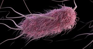 Síntese biológica de aminoácido raro é revelada em bactéria