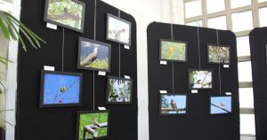 Exposição fotográfica apresenta aves do campus de Bauru