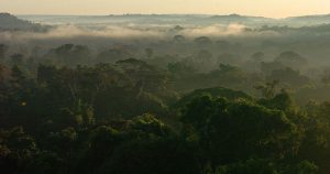 Aumento de CO2 em florestas tropicais causa benefício temporário