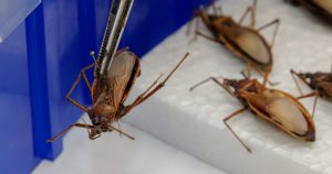 Em doadores de sangue, notificação de morte por Chagas é imprecisa