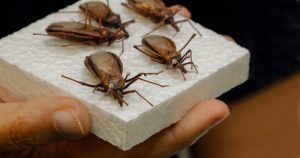 Enzima que protege o parasita causador da doença de Chagas pode ser alvo para novos tratamentos
