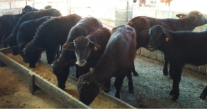 Pesquisa pioneira busca revelar demandas nutricionais de búfalos