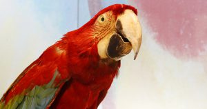 Exposição de aquarelas na Reitoria mostra aves do Brasil