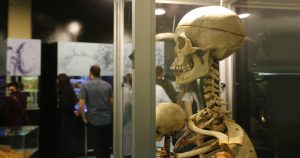 Museu expõe a beleza do corpo em membros, órgãos e cadáveres