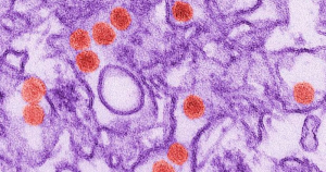 Grupo da USP desenvolve nova metodologia para diagnóstico de zika