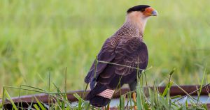 Reservas ecológicas ocupam 30% do território da USP