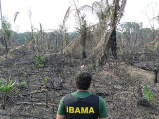 Fiscal do Ibama analisa área desmatada ilegalmente. A ação faz parte da operação "Gardiões da Vida". Foto: Ditec_Ibama - AM / Banco de Imagens do Ibama