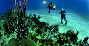 Camadas profundas do oceano possuem biodiversidade pouco conhecida e explorada