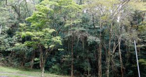 Equação pode quantificar biomassa em florestas com maior precisão