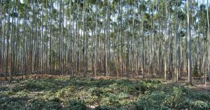 Estudo avalia manejo de resíduos florestais em área de eucalipto