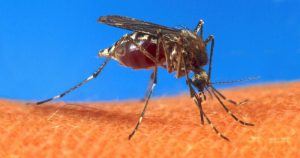 Proliferação do mosquito transmissor da dengue aumenta com períodos de chuva e de calor intenso