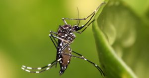 Condições urbanas favorecem vírus transmitidos por mosquitos