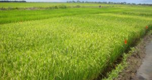 Produção de arroz sofre sua maior queda em 20 anos