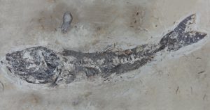 Cientistas identificam fossilização rara em espécie do Cretáceo