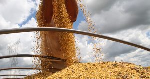 Safra de cereais, leguminosas e oleaginosas tem queda este ano