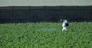 Em pauta na Europa, biocidas ainda não são discutidos no Brasil