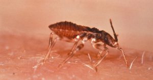 Subnotificação da doença de Chagas no Brasil é de 42%