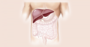 A importância do fígado, no “Anatomia Responde”