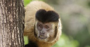Macacos-prego desenvolvem habilidade de tirar parte tóxica ao comer gafanhotos