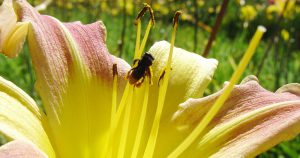 Morte de meio bilhão de abelhas é consequência de agrotóxicos
