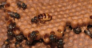 As abelhas nativas e a importância de preservá-las